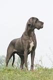 DOGUE ALLEMAND 583